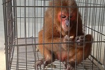 Hà Tĩnh: Tiếp nhận cá thể khỉ mặt đỏ quý hiếm