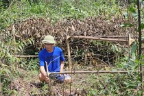 Nghệ An: Rừng keo của người dân bị kẻ xấu chặt phá tan nát