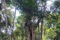 Vườn Quốc gia Phong Nha-Kẻ Bàng thả nhiều động vật quý hiếm về tự nhiên