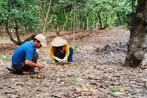 Cây tỷ đô rụng quả hàng loạt, nông dân mất hàng trăm triệu 