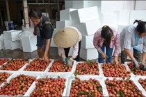 Đưa nông sản “đi Tây”: Chấm dứt tư duy “mạnh ai nấy làm”