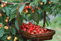 Học cách trồng cherry sai trĩu tại nhà, thu hoạch cả trăm quả