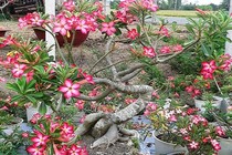 Mãn nhãn những chậu bonsai hoa siêu đẹp chơi Tết