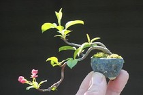 Mê tít những chậu bonsai bé như ngón tay tuyệt đẹp