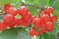 Tận mục giống cherry Nhật Bản có giá "trên trời"