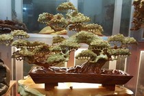 Mê tít những chậu bonsai gỗ cầu kỳ, tinh xảo