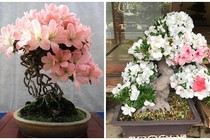 Mê tít loạt bonsai đỗ quyên đẹp hút mắt