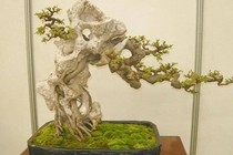 Mỏi mắt ngắm loạt bonsai bám đá đầy nghệ thuật