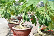 Đu đủ bonsai dáng siêu độc bung hàng đón Tết