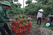 Nhờ vải thiều Lục Ngạn, bác nông dân này một phút lên tiên thành tỷ phú