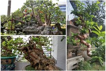 Đại gia Việt mê mẩn ổi bonsai độc nhất vô nhị giá tiền tỷ