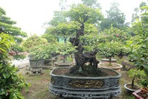 Đại gia Việt “dốc tiền tỷ” chơi bonsai khế, coi như "báu vật" trong nhà