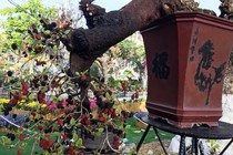 Loạt bonsai dáng quái, giá cả tỷ đồng khiến đại gia mê mệt