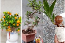  Bonsai tí hon quất, sung, đào...giá mềm, hút khách dịp Tết