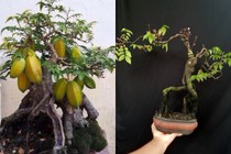 Mãn nhãn những chậu khế bonsai dáng siêu đẹp 