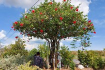 Hoa dâm bụt trở thành siêu phẩm bonsai đắt hàng