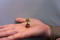 Độc đáo bonsai trong lòng bàn tay