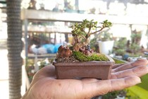 Mê mẩn bộ sưu tập bonsai minni lớn nhất thế giới 