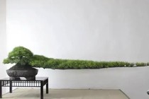 10 tác phẩm bonsai độc và đẹp nhất thế giới