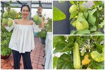 Khu vườn ngập cây trái trong nhà Diệp Bảo Ngọc