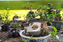 Chiêm ngưỡng bộ sưu tập 5.600 bonsai tí hon ai nhìn cũng mê