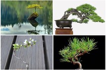 Mê tít bộ sưu tập những kiệt tác bonsai đẹp không tưởng