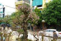 Đào cổ thụ trăm tuổi xuống phố chỉ cho thuê, không bán 