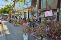 Cận Tết: Đào, quất mini bất ngờ đắt hàng