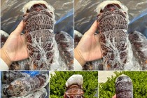 Sự thật đuôi tôm hùm Úc giá siêu rẻ