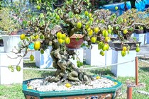 “Sững sờ” khế bonsai ra quả chi chít từ gốc tới ngọn 