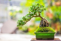 Sự thật ngạc nhiên ít người biết về nghệ thuật bonsai 