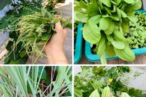 Khu biệt thự vườn thơ mộng với giàn cây xanh mướt của Thân Thúy Hà