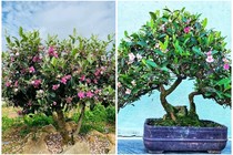 Chiêm ngưỡng cây dại mọc bìa rừng bất ngờ lên chậu thành bonsai tiền triệu