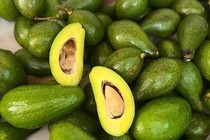 Bơ đầu mùa tăng giá gấp đôi