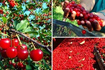 Thu hoạch cả cây cherry chỉ trong một cái rung lắc