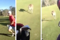 Kinh hoàng cảnh kangaroo đuổi bắt người chơi golf  