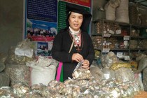 Bài thuốc Nam gia truyền hiệu quả của lương y người Dao