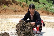 Vị lương y nổi tiếng chữa thoái hóa, thoát vị đĩa đệm