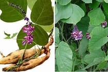 Bài thuốc chữa cảm sốt, đau đầu