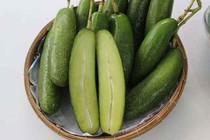 Khám phá bất ngờ về bơ không hạt “siêu phẩm” có ở Việt Nam