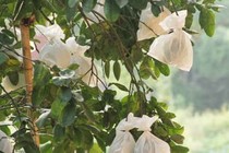 Dùng giấy bạc xua đuổi côn trùng