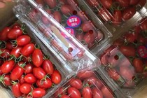 Cà chua bi giá tiền triệu:  Cần biết rõ nguồn gốc tránh chất gây ung thư