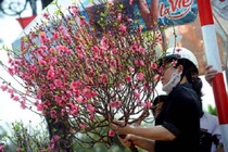 Cách chọn đào cây, đào cành
