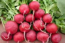 Củ cải tốt cho người bệnh tiểu đường