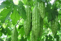 Cai rượu bằng những loại rau, quả quanh nhà cực hiệu quả