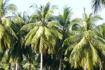 Khắc phục dừa không ra quả