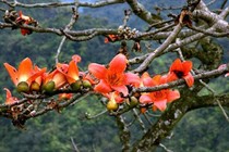 Vỏ cây gạo chữa gẫy xương