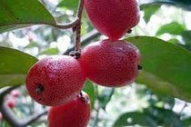 Cây nhót trị ho