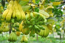 Quả phật thủ chữa nấc