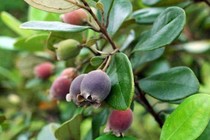 Quả sim chín chữa suy nhược cơ thể